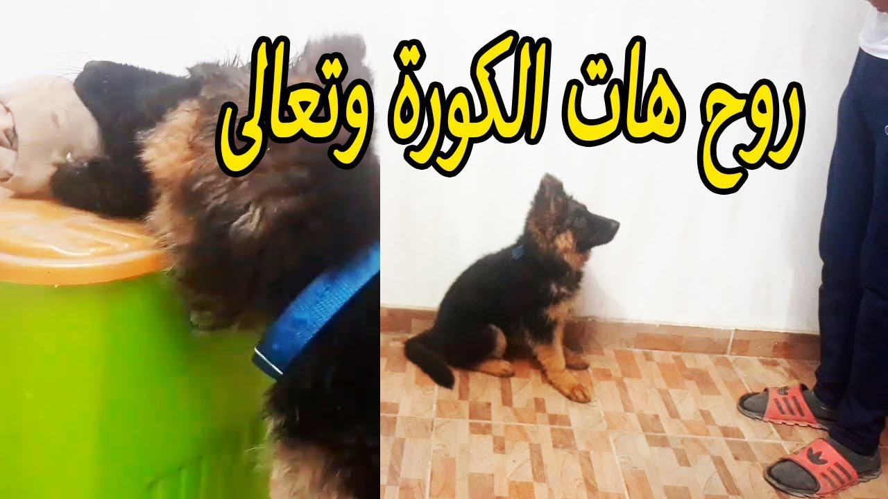 تدريب الكلاب على احضار  الأشياء