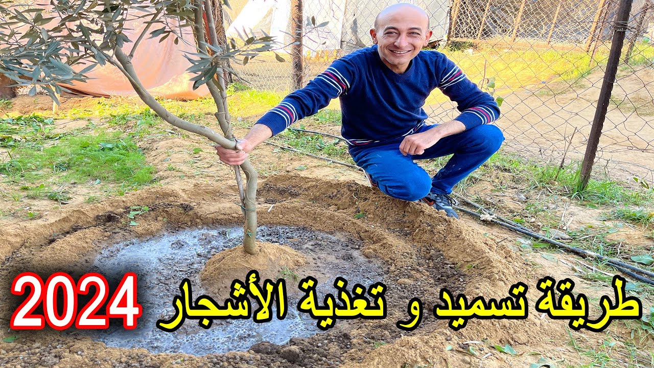 طريقة تغذية و تسميد الأشجار المثمرة 2024
