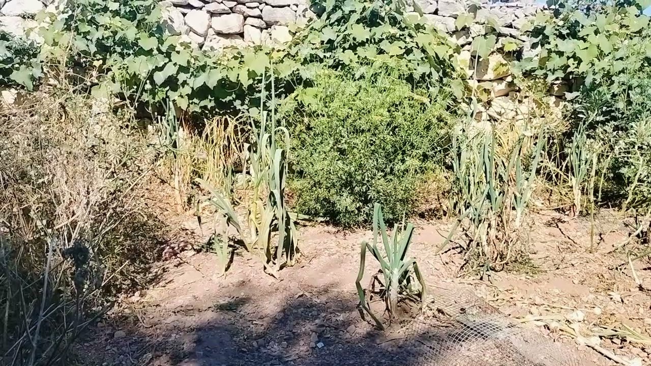 X'għandha bżonn pjanta, siġra jew qasrija?