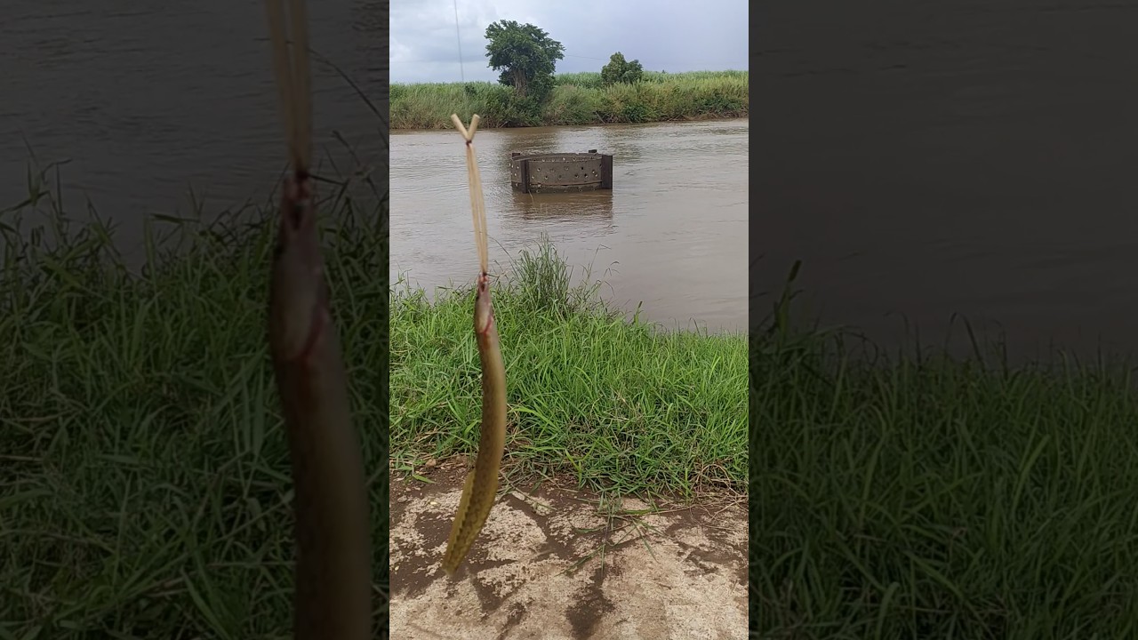 baam fish/ snake fish 