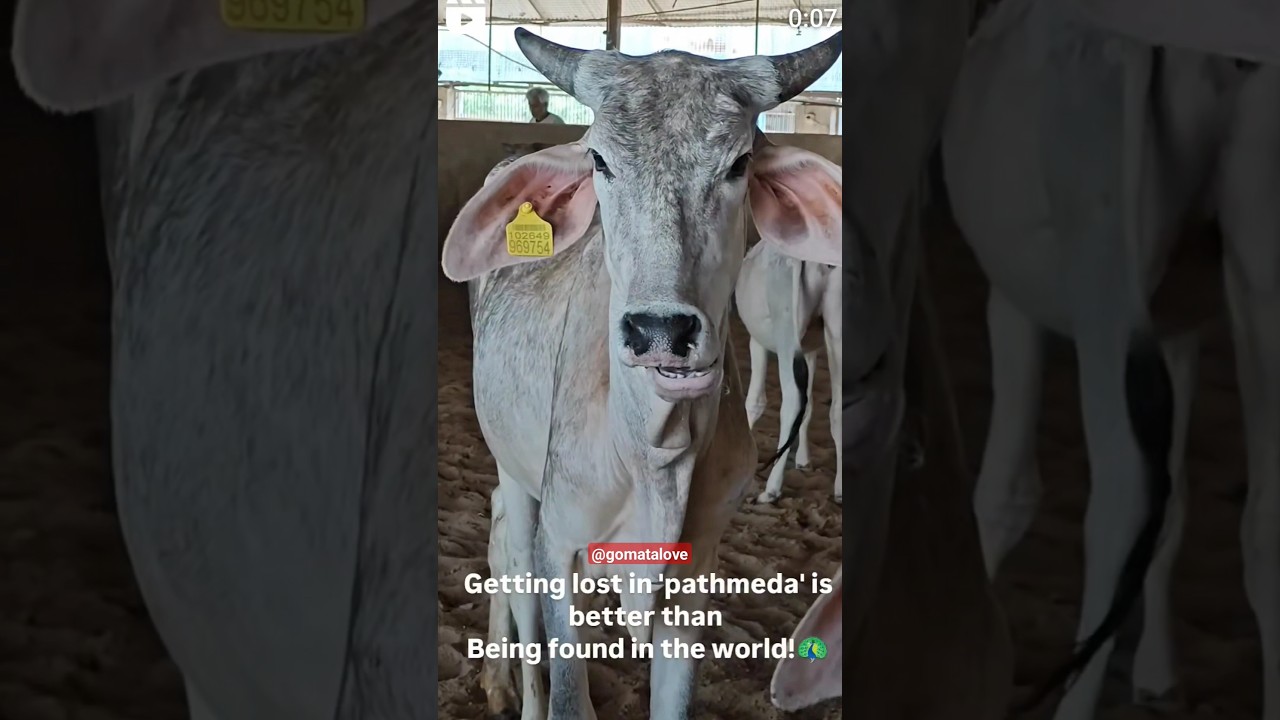 Getting lost in 'pathmeda' is better than Being found in the world!🦚 #cow #gowmata #gomatalove #maa