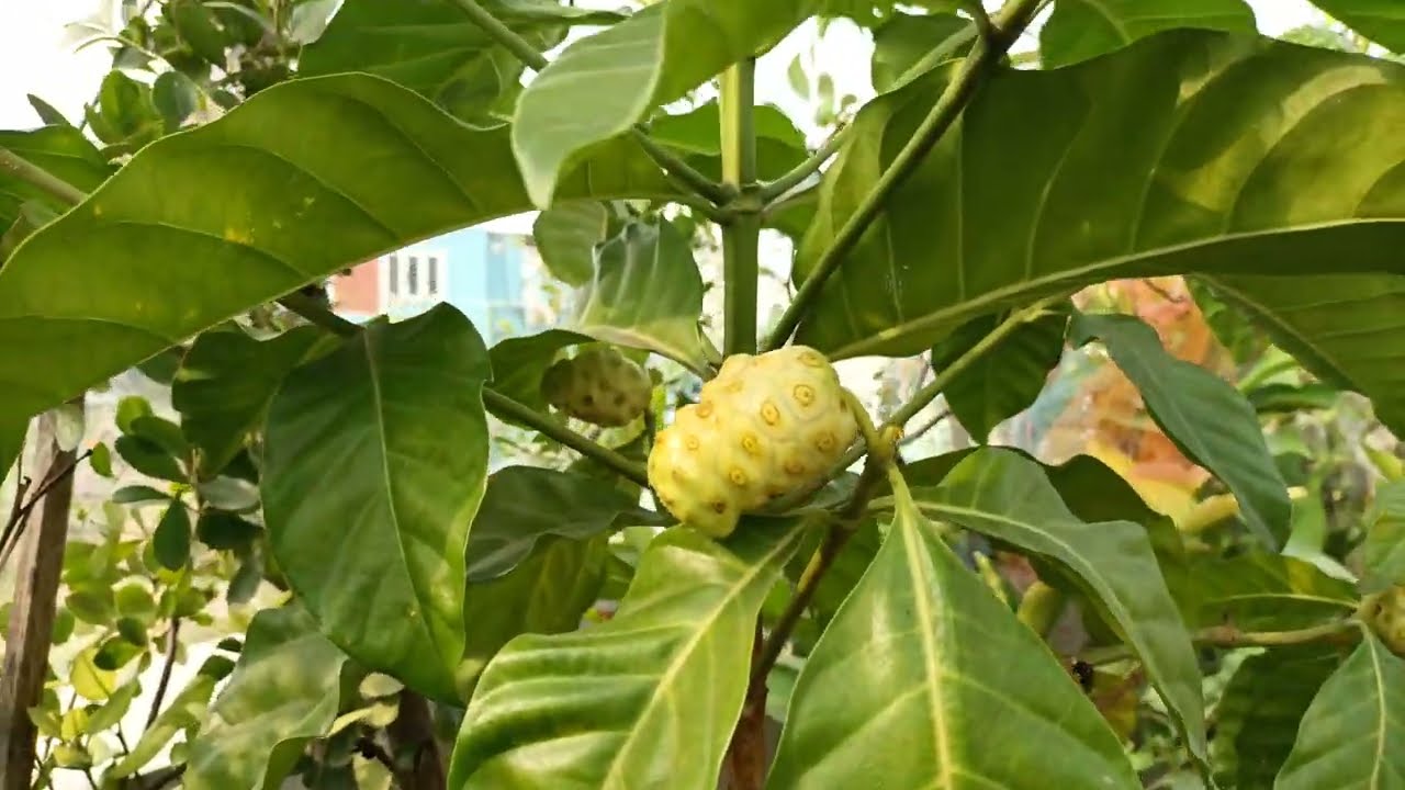 Terrace garden fruits🍑🍏 🏡