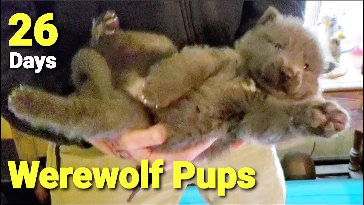Werewolf Puppies Playing - 26 Day Old Lycan Shepherds