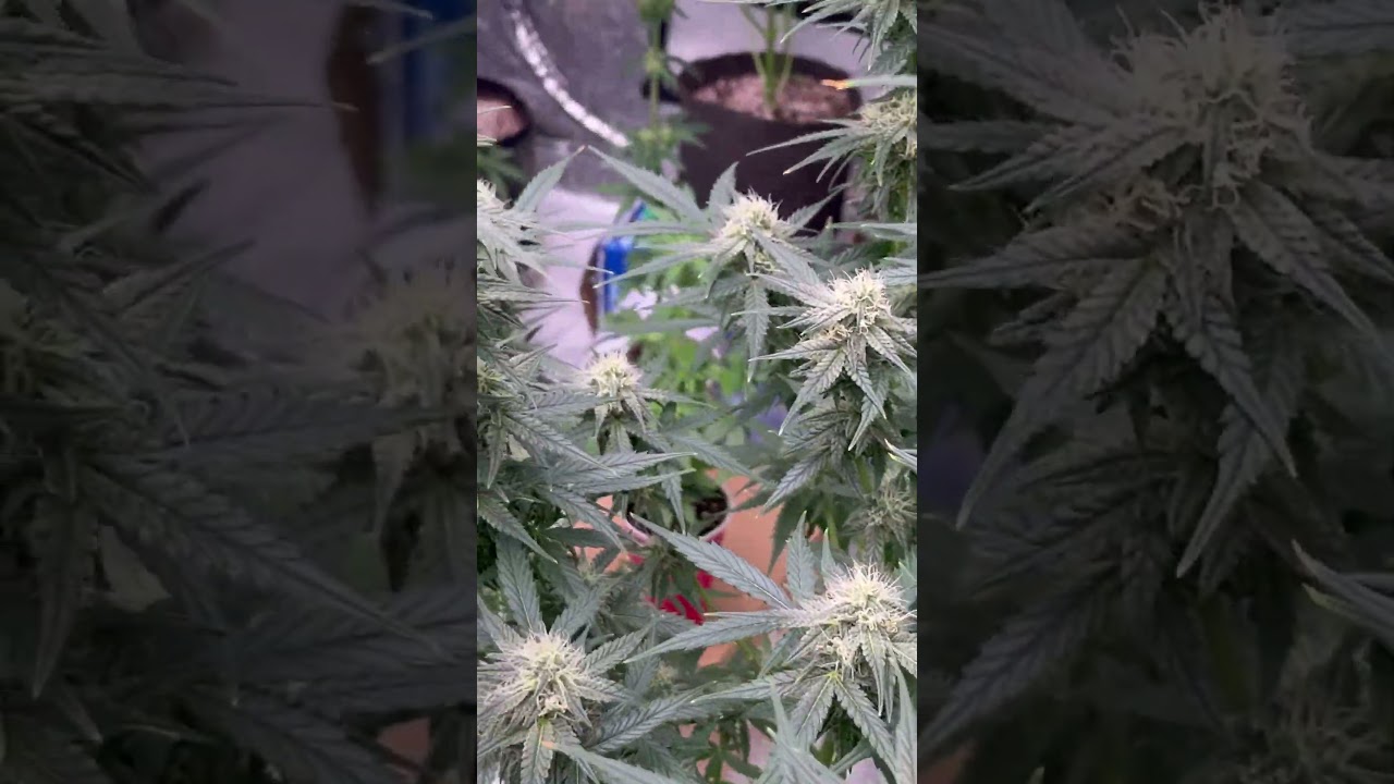 💥THC X SMG GROWOFF 2024💥GORILLA FACE Auto tall/chunky! Big Shoutout & thanks to @PollenSax 🫡