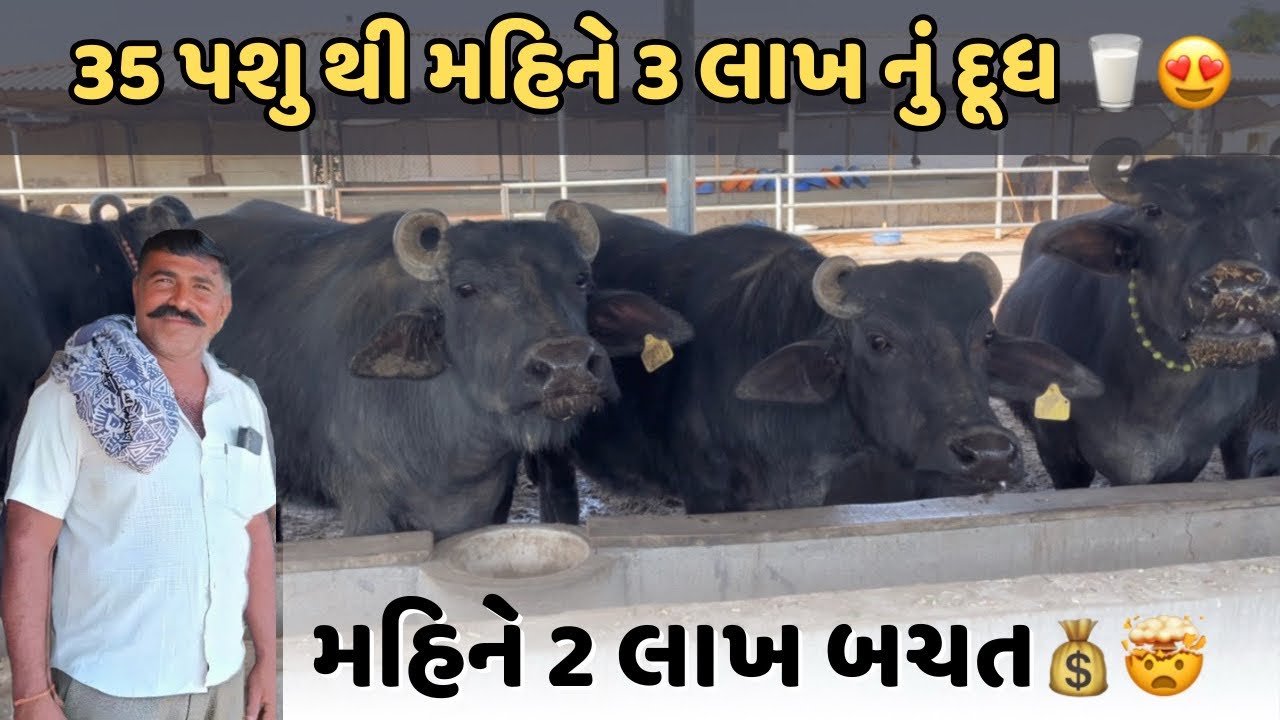35 ભેસોથી મહિને 3 લાખનું દૂધ ઉત્પાદન 😱 | બનાસકાંઠા નો સફળ પશુપાલક 🐃💰