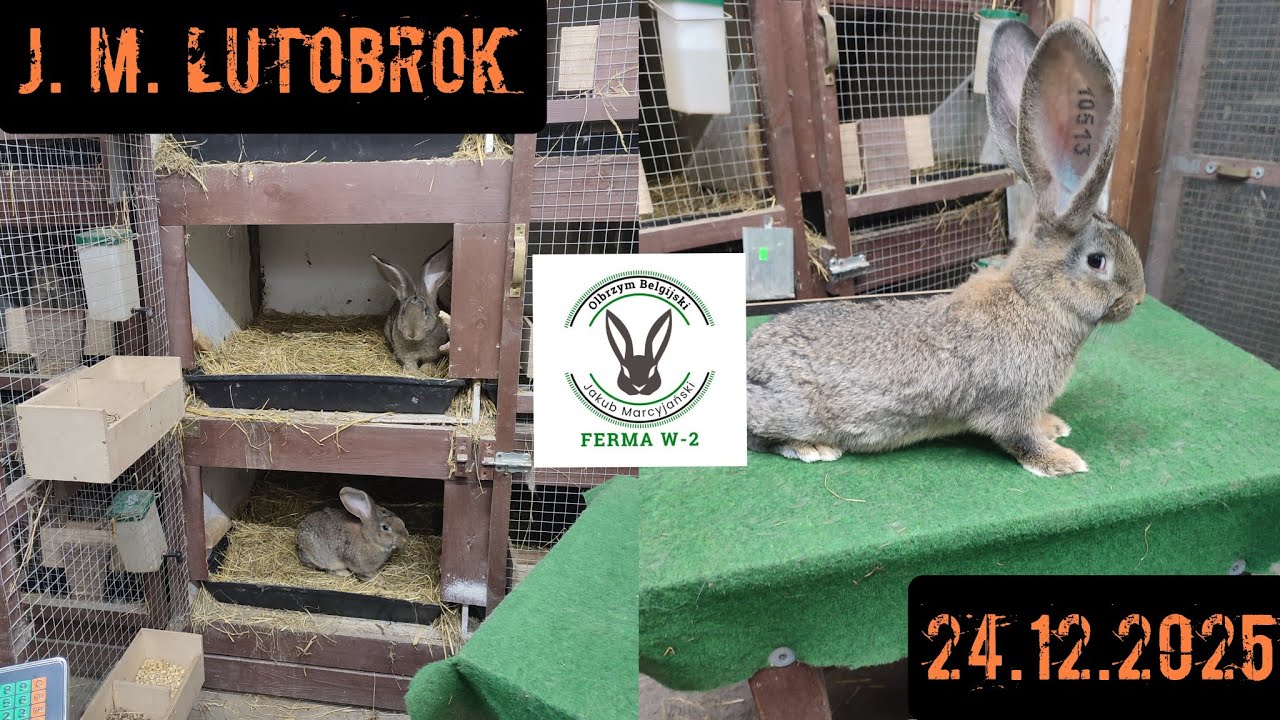 Boże Narodzenie 2025 / miot z 8 października jak się rozwinął w ostatnich tygodniach.