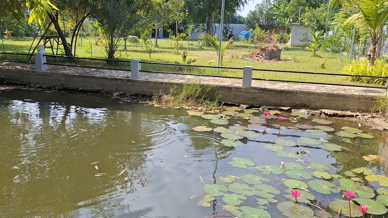 នៅដី V-chi & Barang