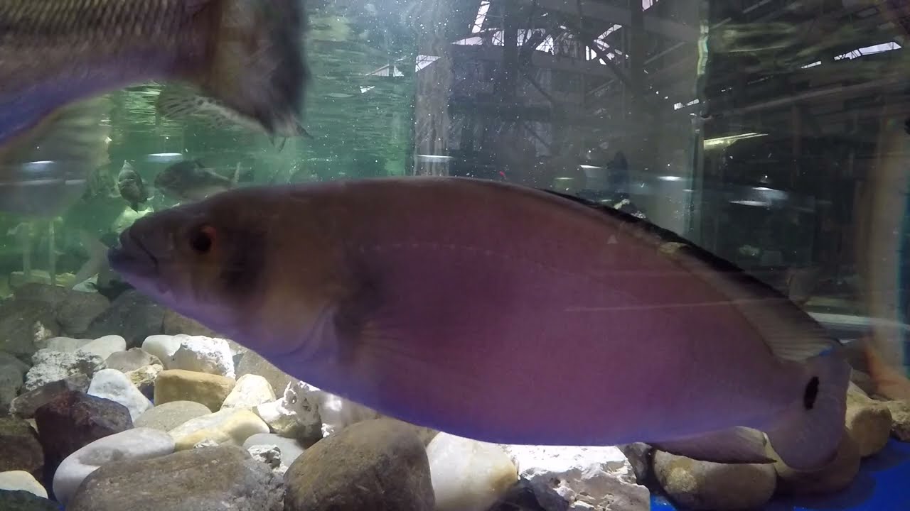 Pretty boy Mr. PC: finally Mike&Amanda's pike cichlid colored up after 2 months