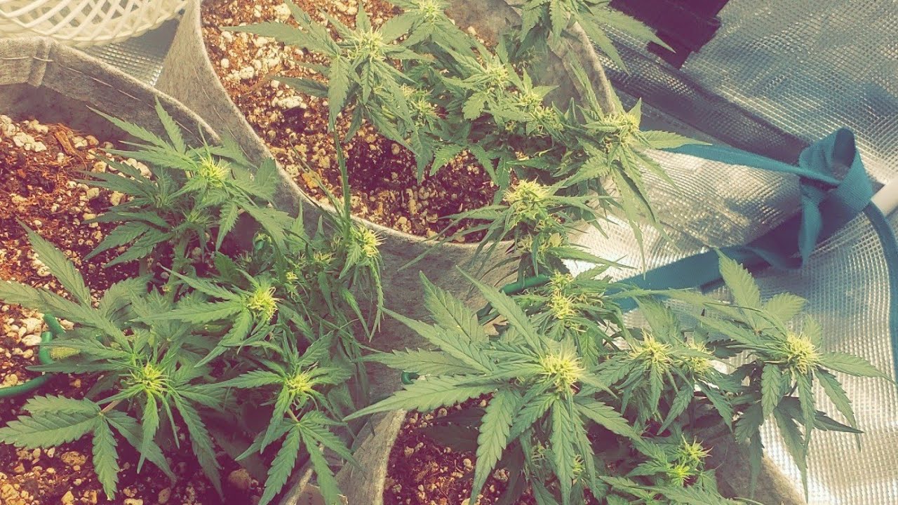 Organic Autoflower Grow [EP. 4] (Week 2 Flower) Chocolate Skunk, White Widow, Blueberry Auto