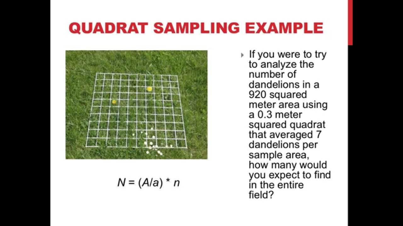 Quadrat sampling and population dispersion