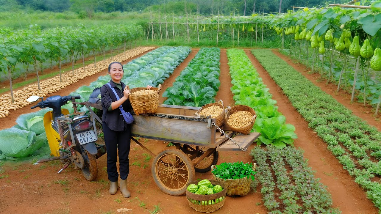 Harvest: Peanuts, Mustard Greens, Sweet Leaf, Chayote Go To The Market To Sell, Peaceful Life