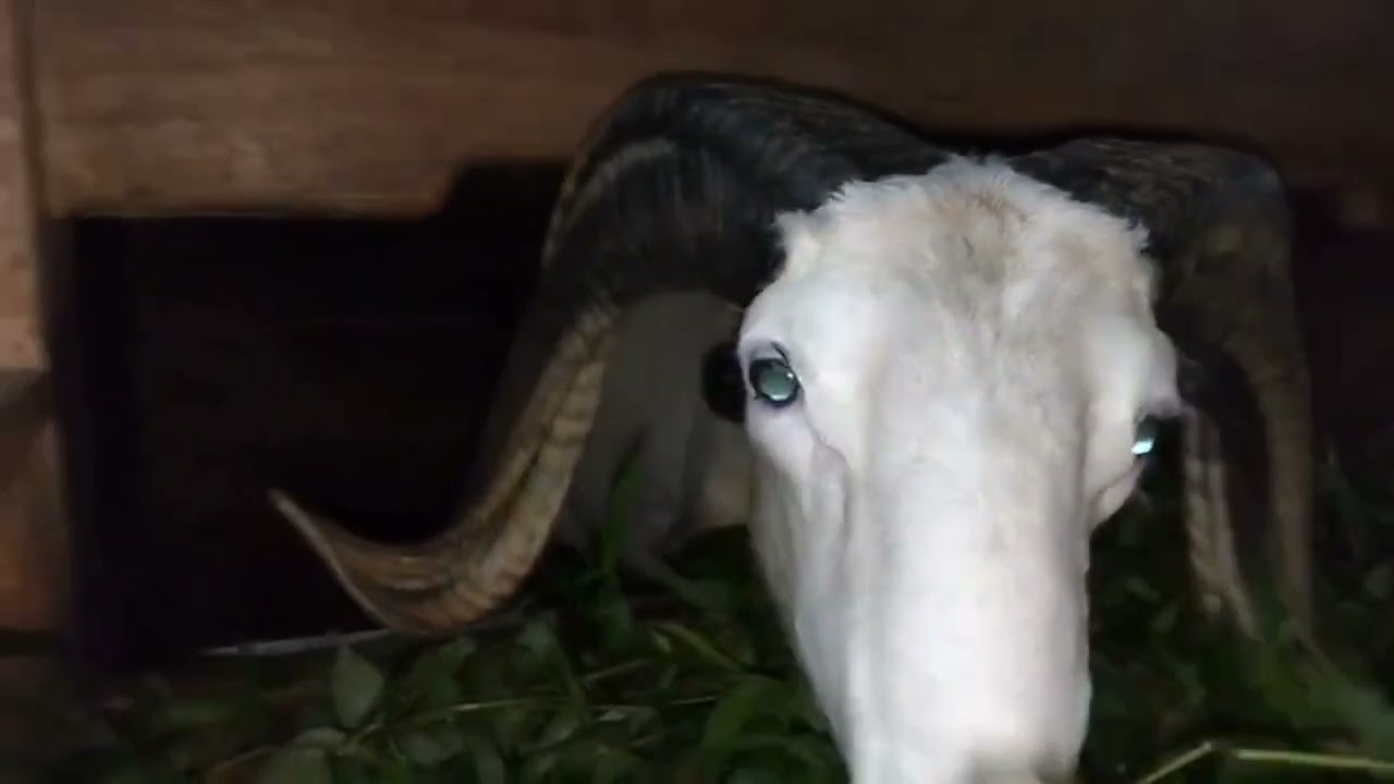 Pedetan jantan & pasukan induk bawa anak domba Garut 