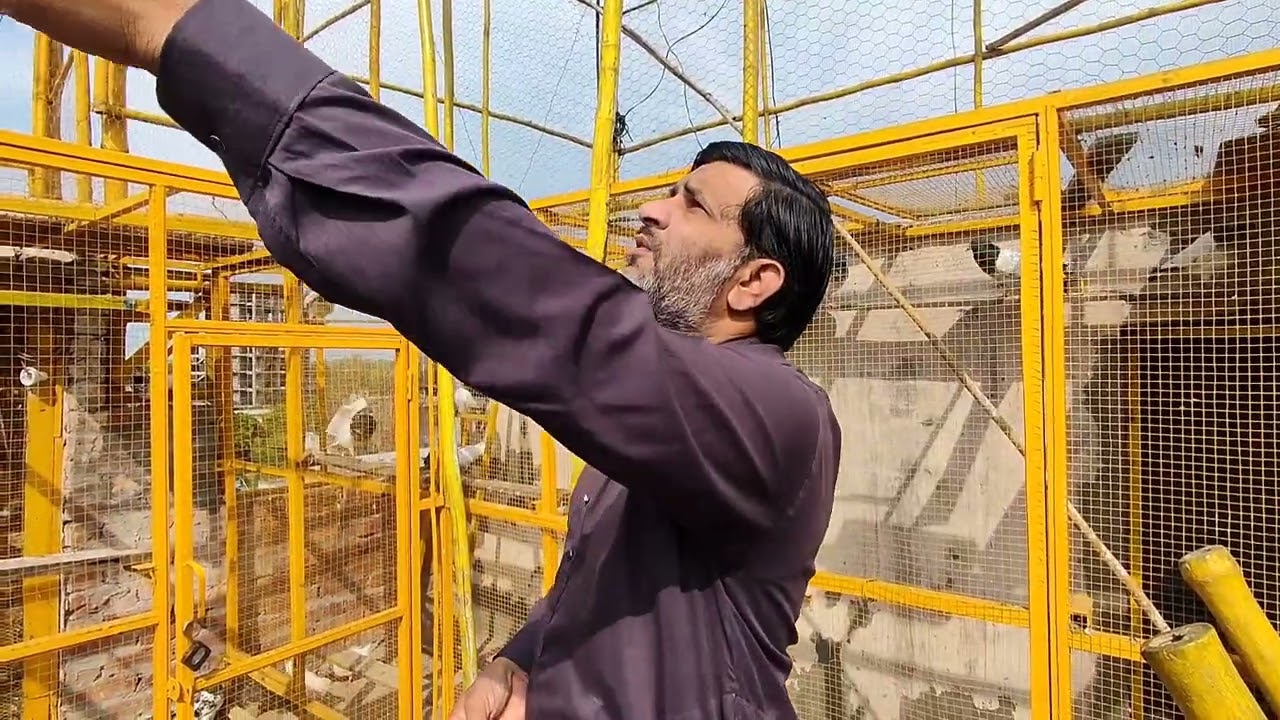 Mosam ne Kabootero Ka Bura haal Kar Diya 😴