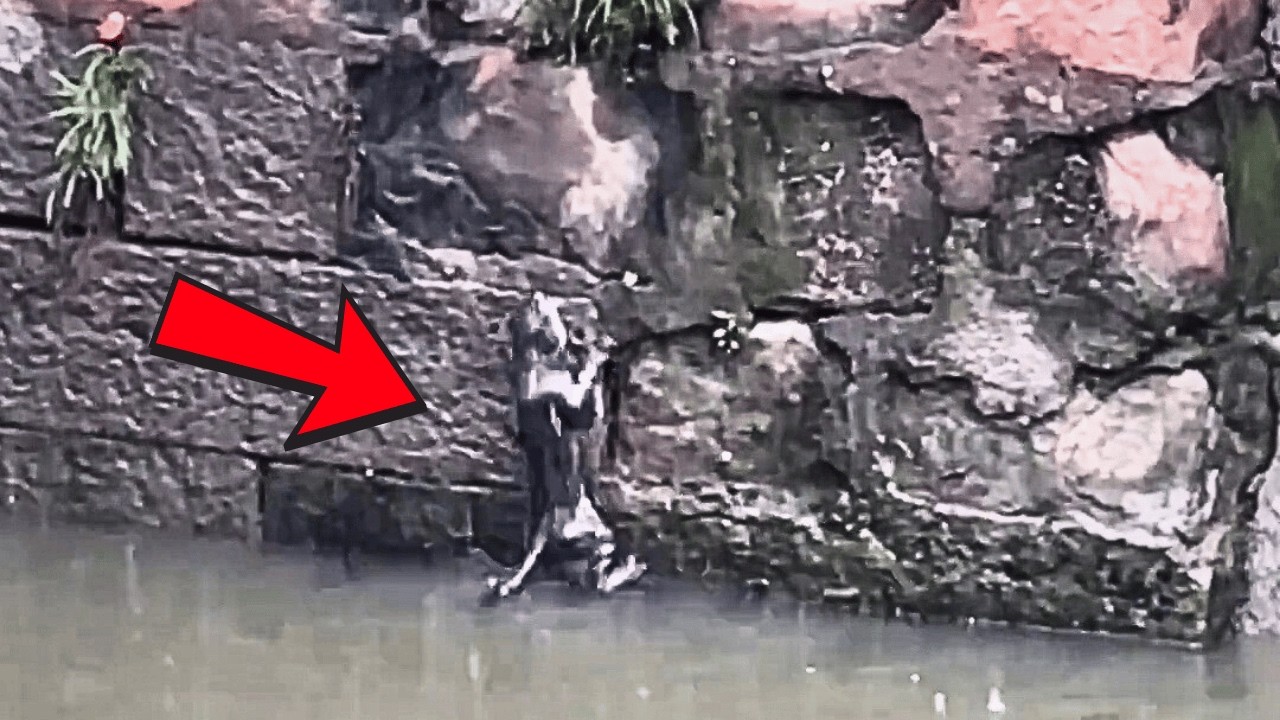 В сильный дождь котёнок упал в реку, пытался выбраться, но снова и снова соскальзывал, теряя силы…