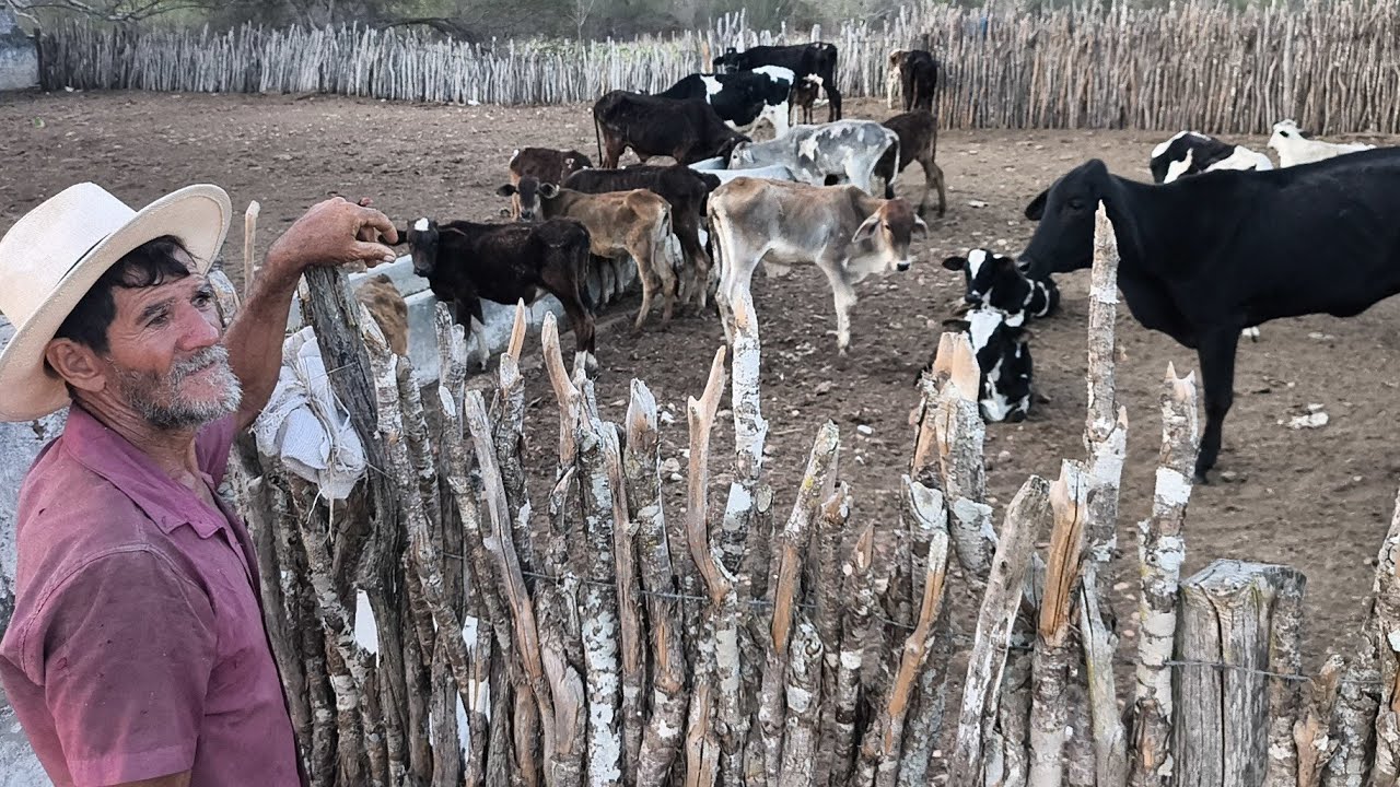 O HERMANO EXPLICA TAMBÉM QUE GADO PÉ DURO NEM DE RAÇA AGUENTA FOME TEM QUE INVESTIR EM ALIMENTAÇÃO 