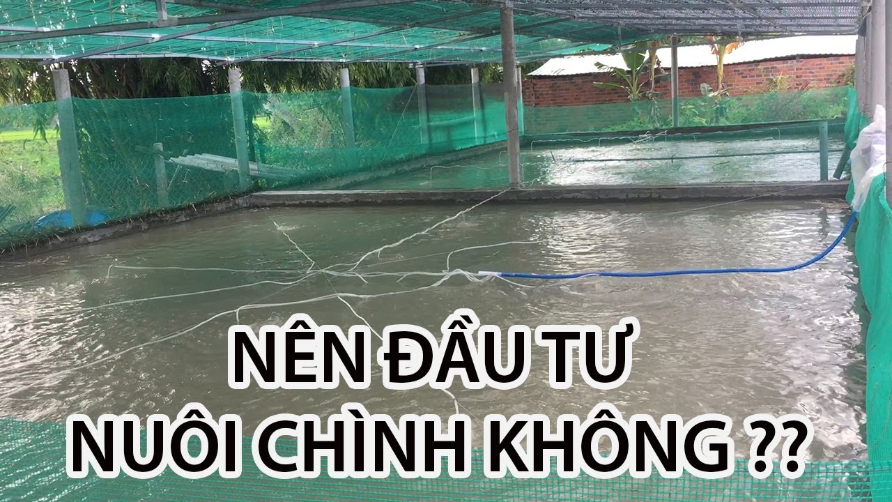 Nuôi Cá Chình Năm 2021 Hiệu Quả | Trại Cá Phú Yên