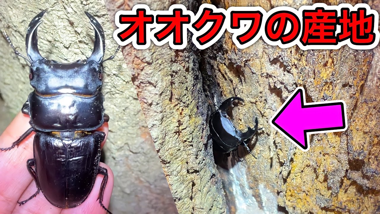 オオクワガタの産地で化け物サイズのオオクワをGET！？