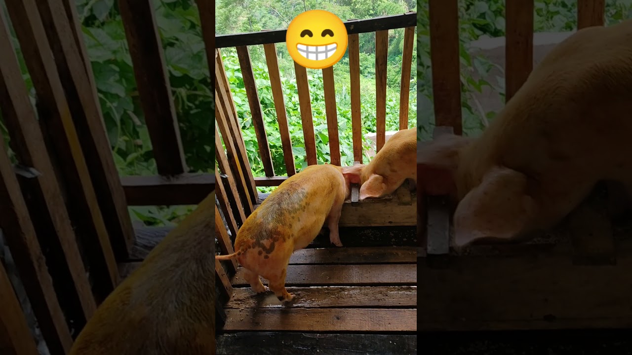 Tho leh thosi in an bawm a an seh loh nan engtin nge kan vawk vulh te kan enkawl ang..