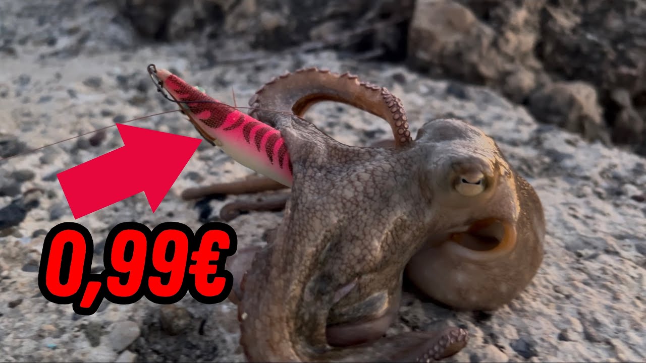 LES CÉPHALOPODES SONT DE RETOUR ! PÊCHE AVEC DES TURLUTTES PAS CHER !