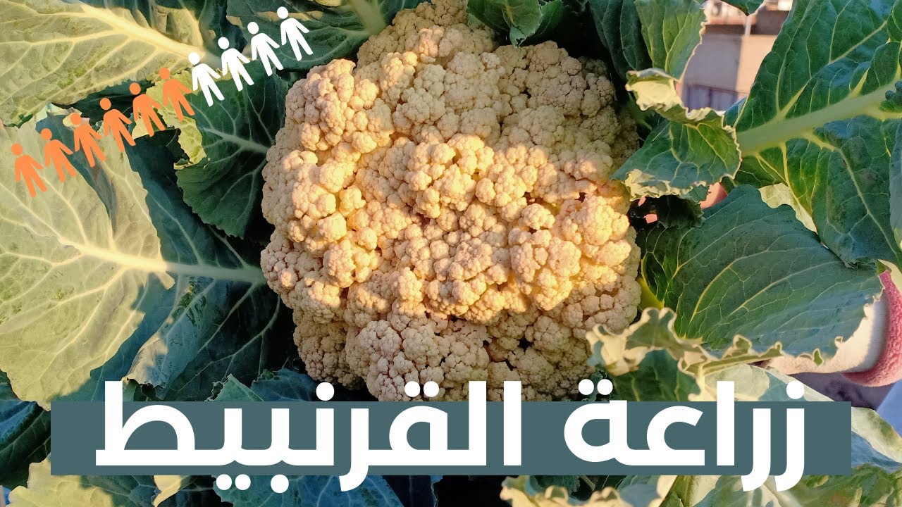 كيفيه زراعه القرنبيط بالطريقه الصحيحه ومعالجه افاته وطرق تسميده وريه