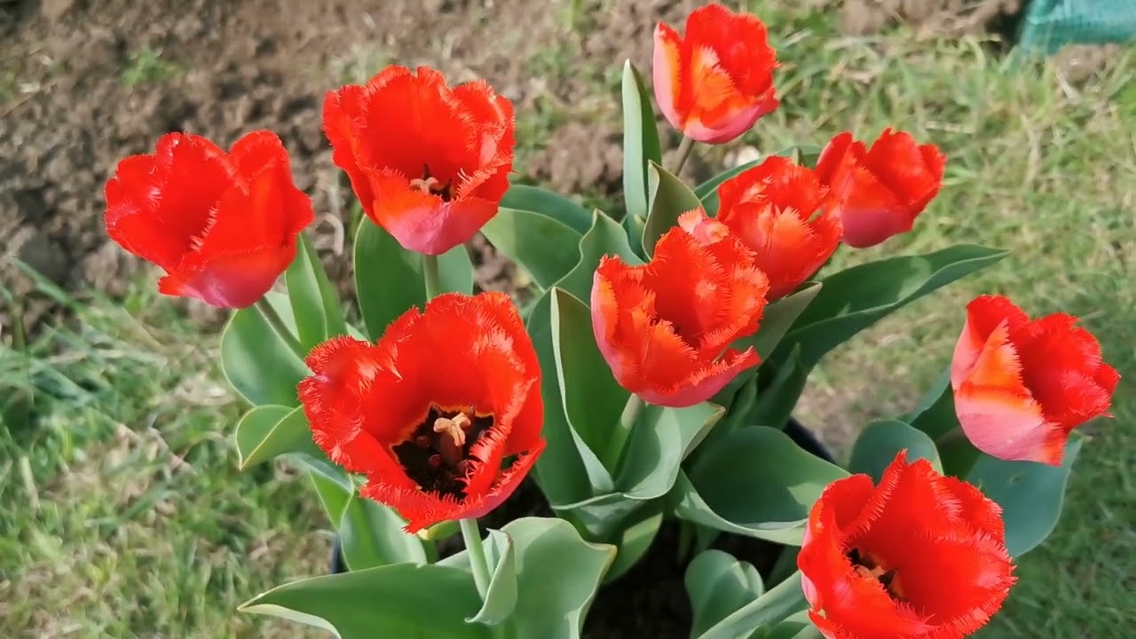 Fringed Tulip Crystal Beauty - when colour and shape combine for a gorgeous red tulip