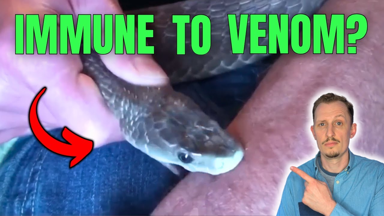 &lsquo;Venom Man&rsquo; Lets Deadliest Snakes Bite Him | Zoologist Reacts to Tim Friede