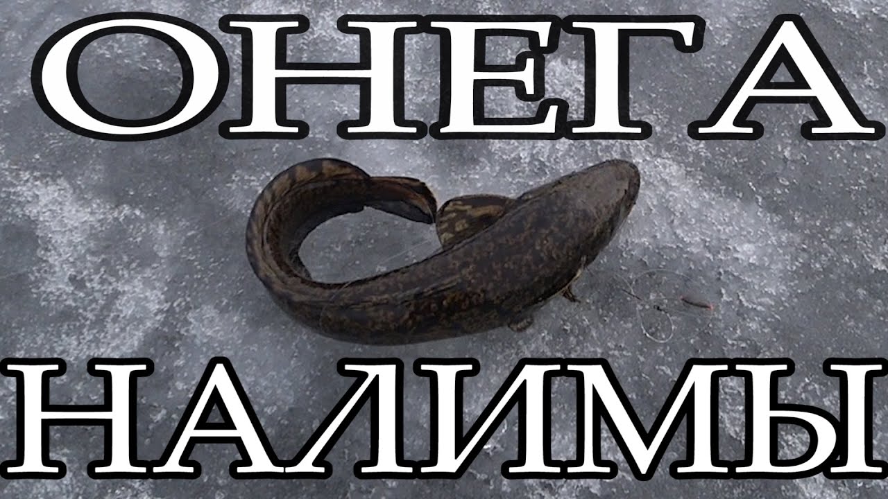 НАЛИМЫ ОНЕЖСКОГО ОЗЕРА. ЛОВЛЯ НАЛИМА ПО ПОСЛЕДНЕМУ ЛЬДУ.