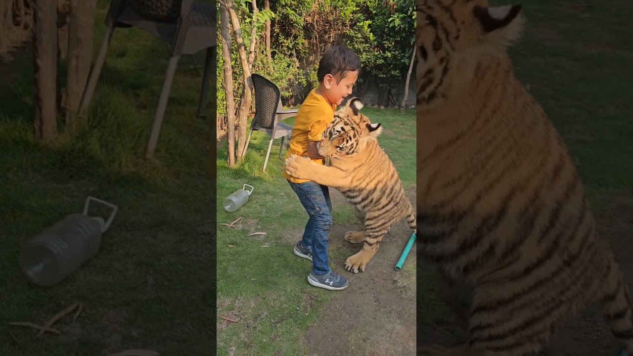 Naughty Kid Playing with Bengal Tiger Cub | Nouman Hassan |