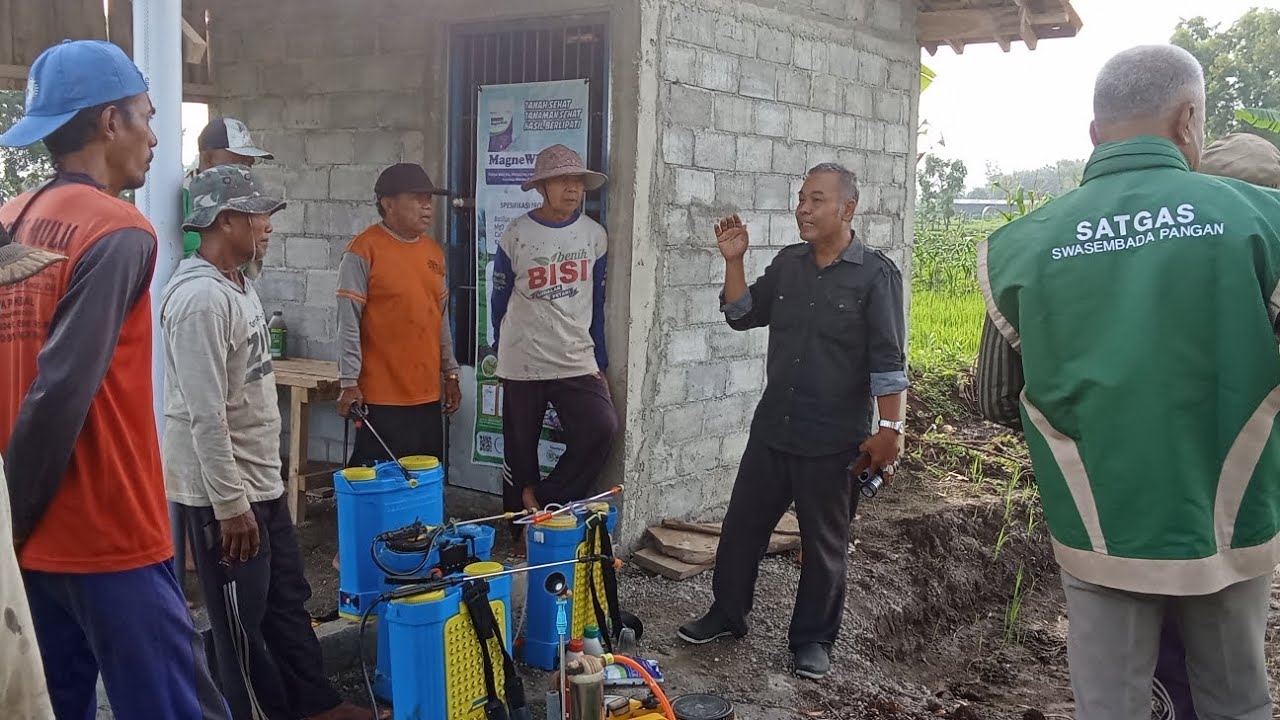 PENYULUHAN PADI UMUR 40 HST BERSAMA PPL KENDAL DAN PRODUSEN