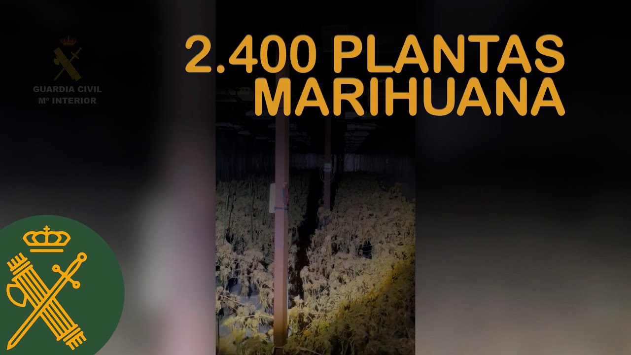 La Guardia Civil desmantela una plantaci&oacute;n con m&aacute;s de 2.400 plantas de marihuana en Aspe