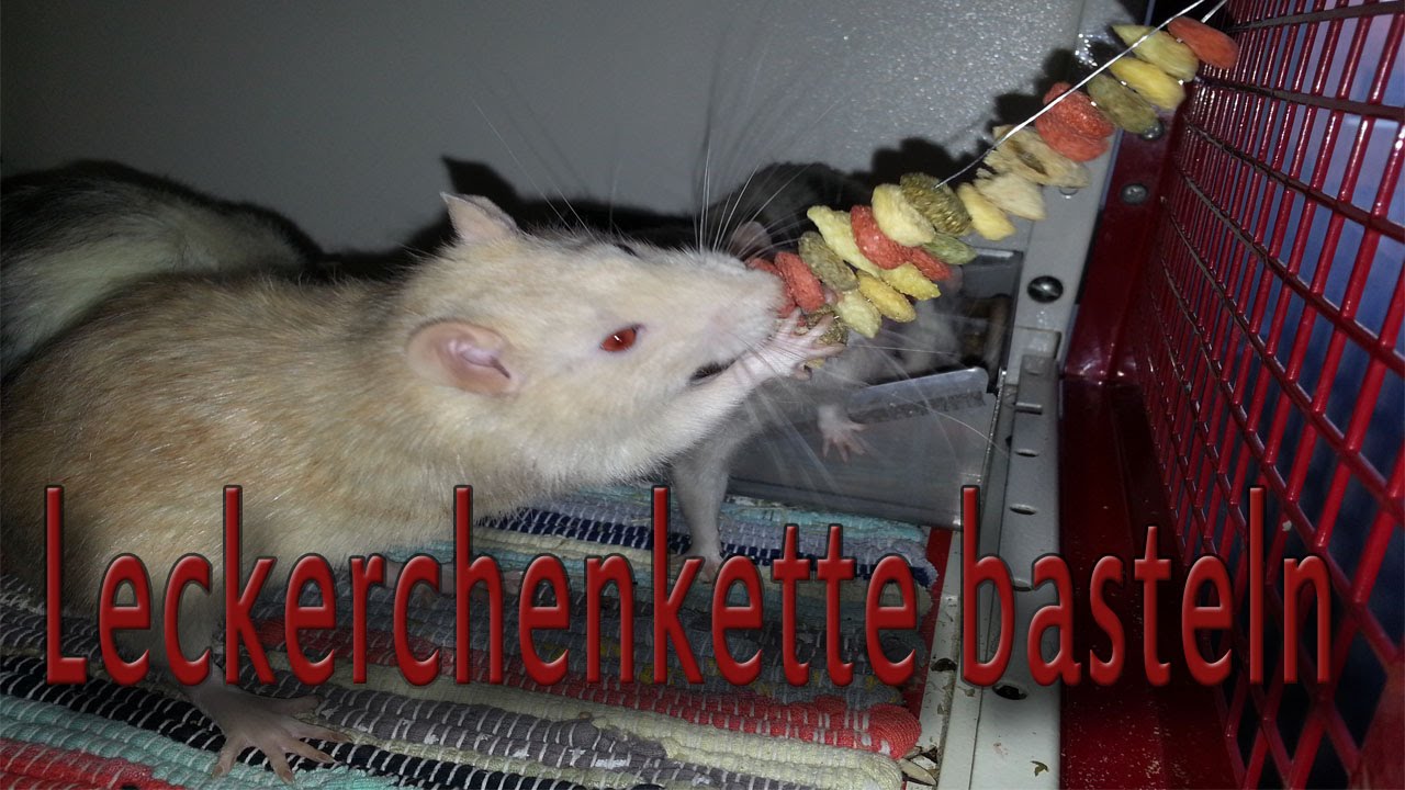 Ratten Leckerchenkette basteln