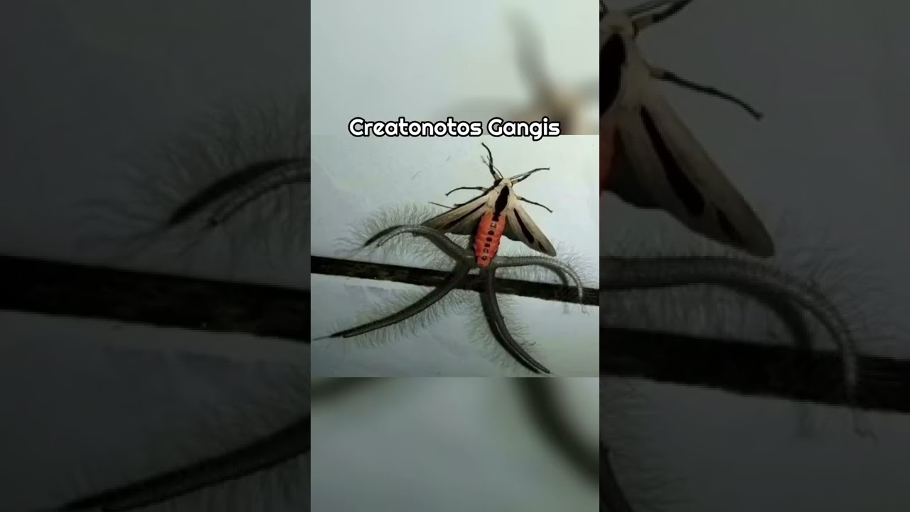 Daha &Ouml;nce G&ouml;rmediğiniz İlgin&ccedil; Hayvanlar