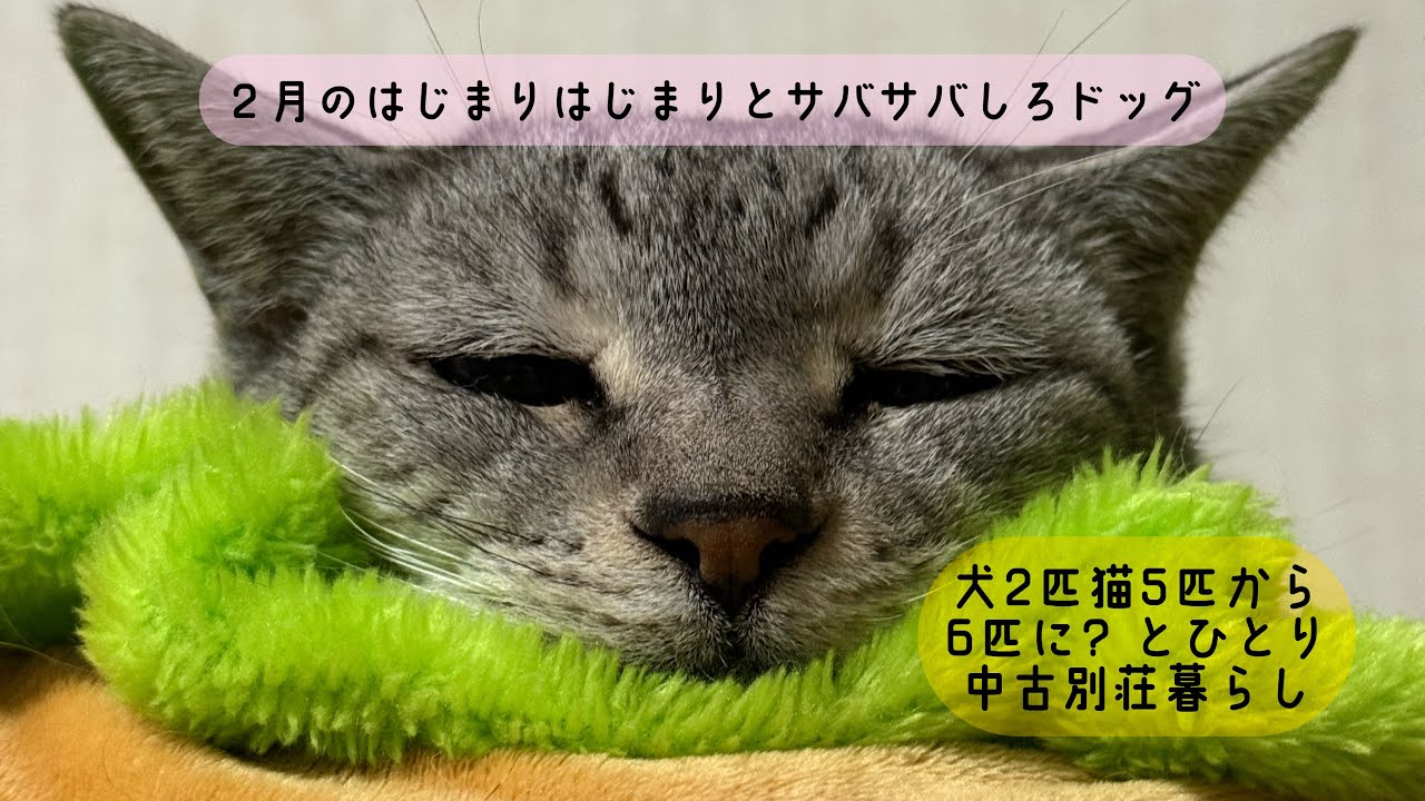２月のはじまりはじまりとサバサバしろドッグ