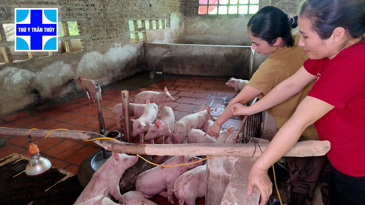 Chủ trại chia sẻ bí quyết chăn lợn lớn nhanh như thổi
