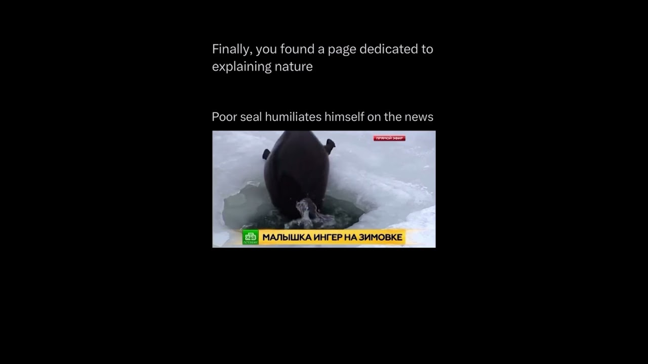 Poor seal humiliates himself on the news info below ⬇️ #viral #shorts #youtubeshorts