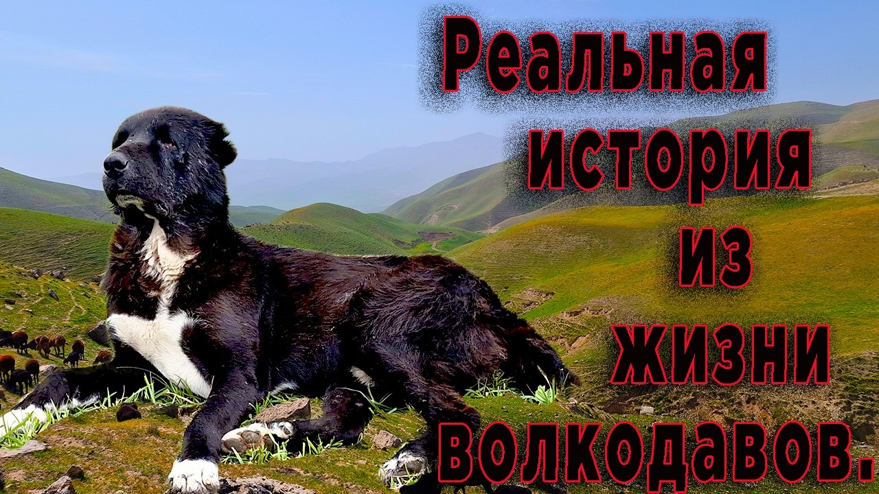 Реальная история про ВОЛЧИЦУ, ОСЛА и ВОЛКОДАВА.