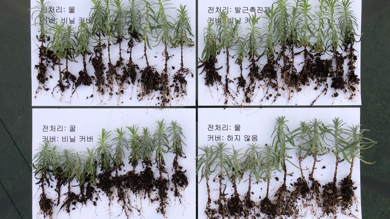 물, 발근촉진제, 꿀 이용해 삽목해보았습니다. 8주 후 결과 놓치지마세요!