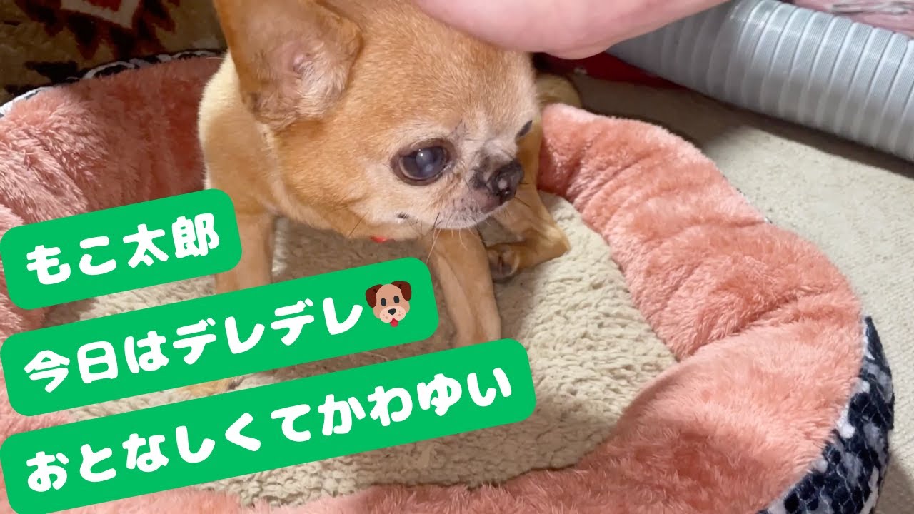 [もこ太郎mocotaro] - 珍しくなでなでを拒否しない犬