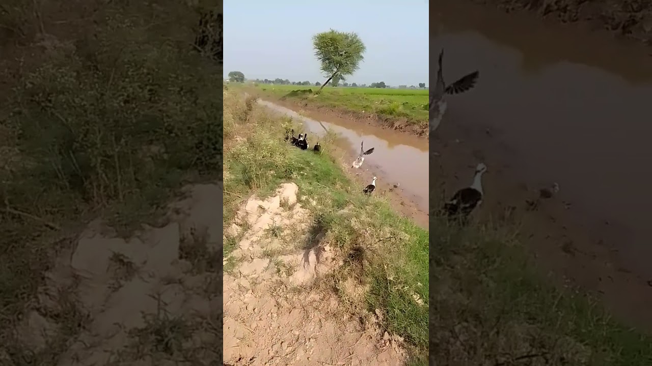 best life in village||best life in nature @GriponTrip#@babyabyfsdv