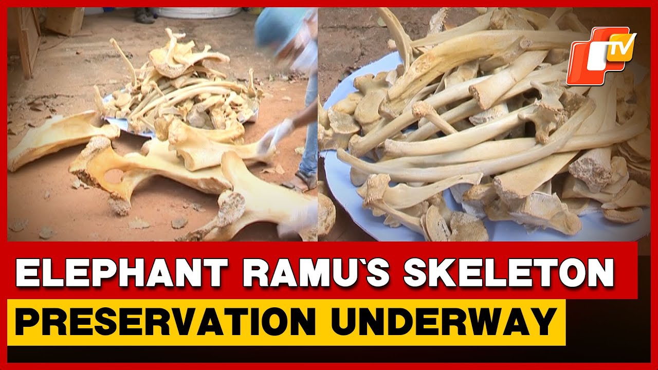 Elephant Ramu&rsquo;s Skeleton Preservation Underway In Bhubaneswar, Display Planned For Tourists | Odisha