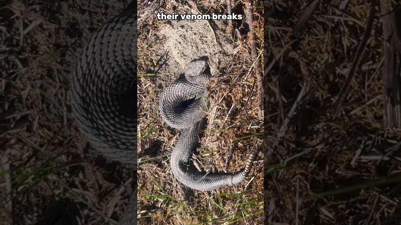 Catching venomous snakes 🐍