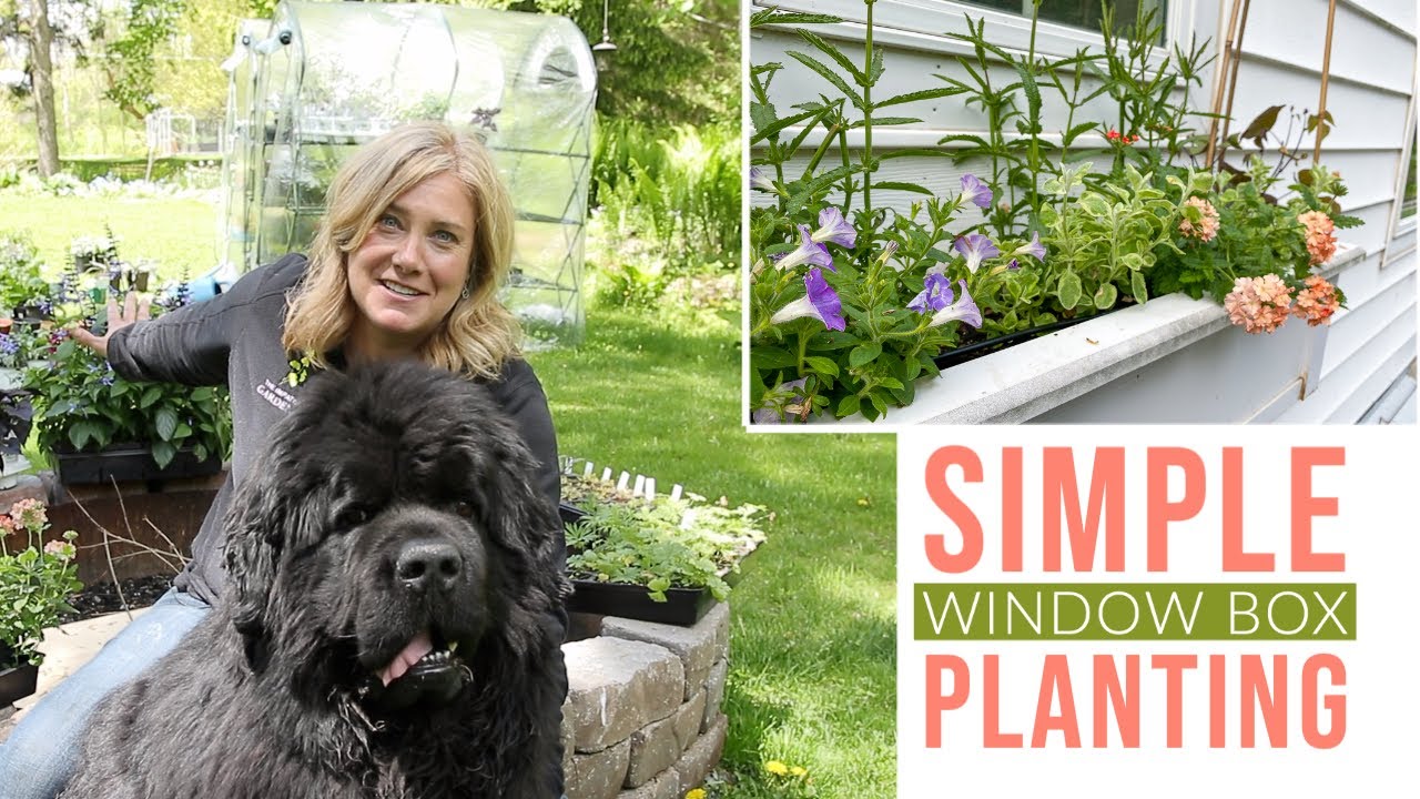 Planting the window box | Keeping it simple | The Impatient Gardener