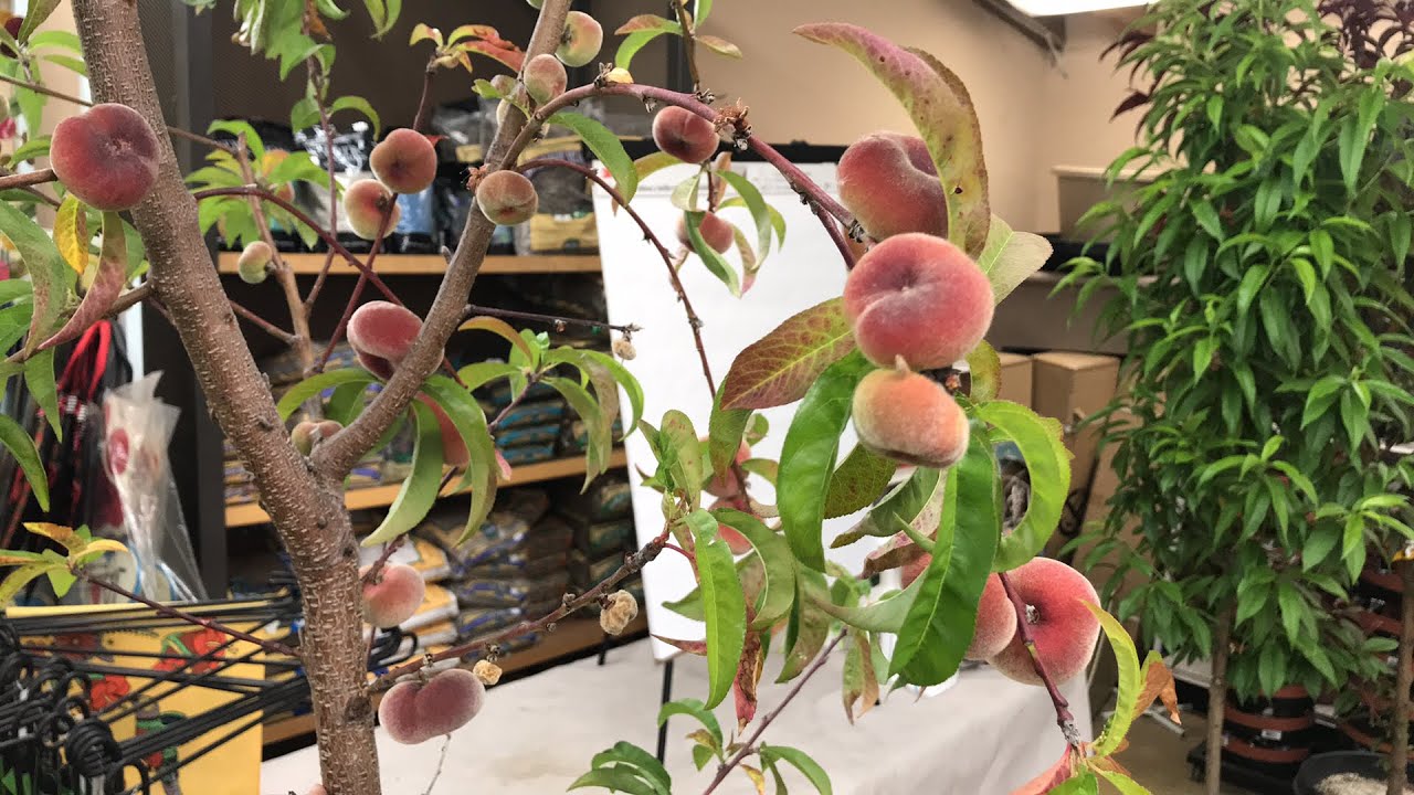 GROWING NECTARINES & PEACHES | LIVESTREAM