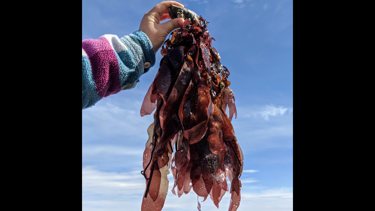 Maine Wild Dulse