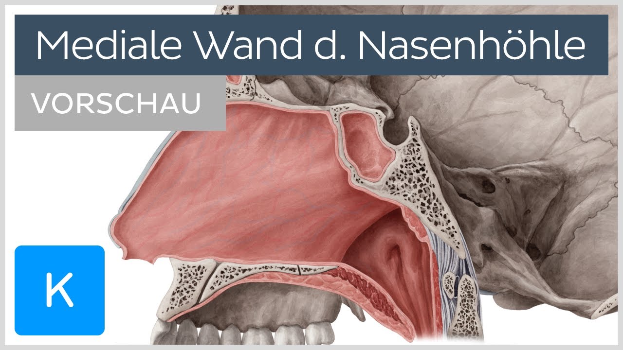 Nasenhöhle: Aufbau der medialen Wand (Vorschau) | Kenhub