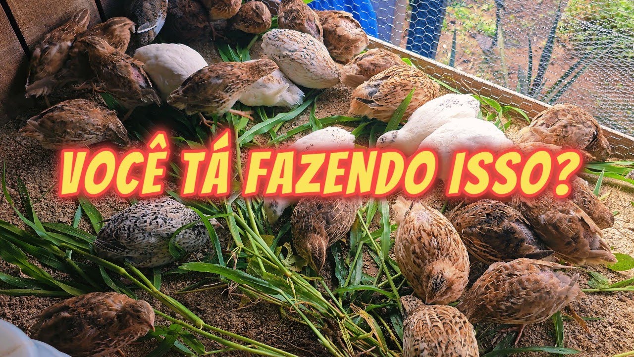 7 ERROS QUE VOCE PRECISA EVITAR NA CRIAÇÃO DE CODORNAS