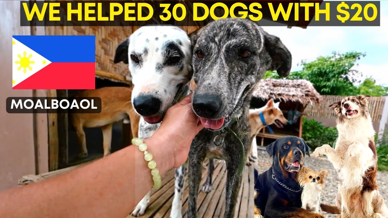 VISITING A POOR DOG SHELTER IN THE PHILIPPINES 🇵🇭