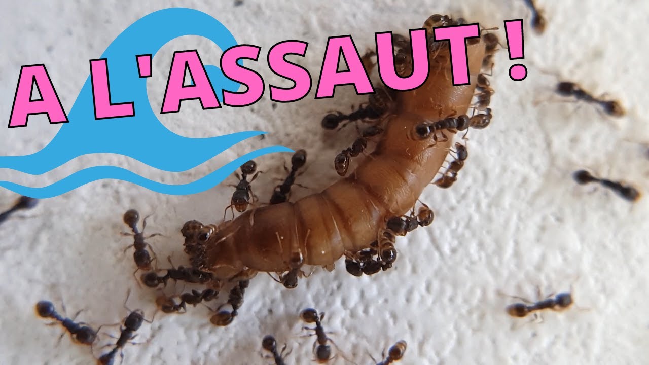 Des fourmis agressives ! Tetramorium