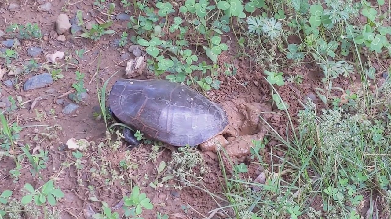 Turtle laying eggs in my yard