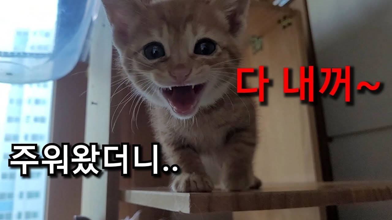 귀여운 깡패를 주워왔습니다